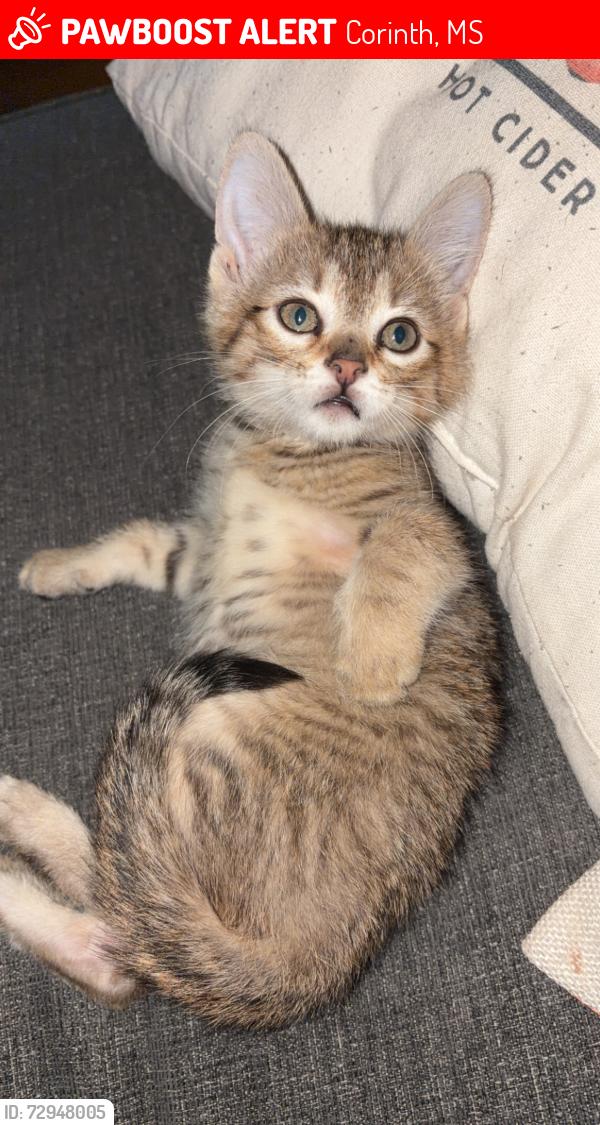 Lost Male Cat last seen County Road 702, Corinth, MS 38834