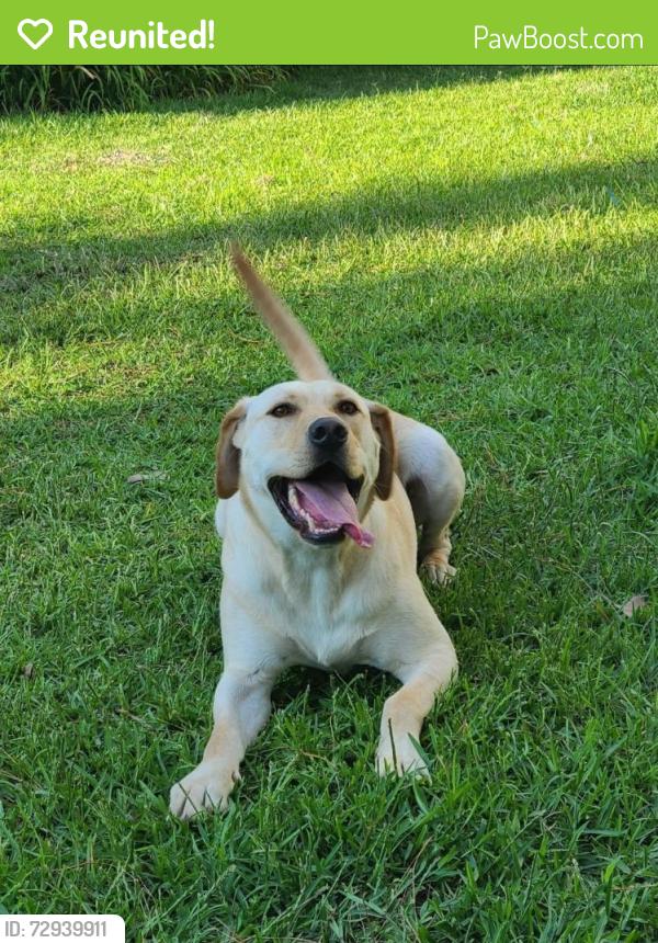 Reunited Male Dog last seen Circle K, Robeson Street, Fayetteville, NC 28305