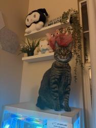 Reunited Female Cat last seen Fowler Creek Park, San Jose, CA 95135
