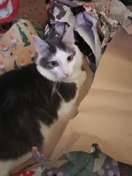 Reunited Male Cat last seen Falconbridge Dr. & Trimble Rd., Joppatowne, MD 21085