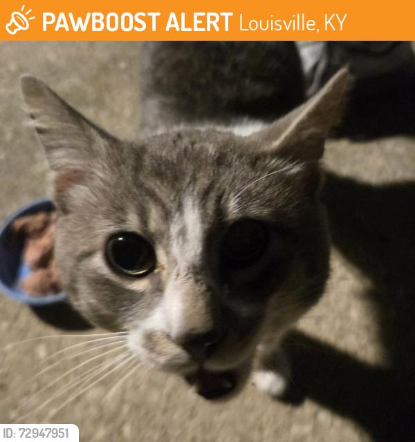 Found/Stray Male Cat last seen Glaser lane, Glendale, Mckenna, Louisville, KY 40291