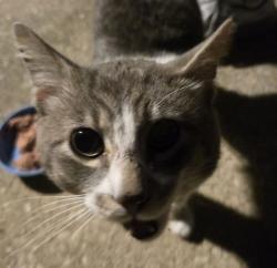 Found/Stray Male Cat last seen Glaser lane, Glendale, Mckenna, Louisville, KY 40291