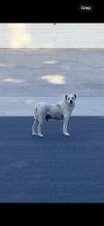 Reunited Male Dog last seen Marsala Way, Modesto, CA 95356, USA, Modesto, CA 95356