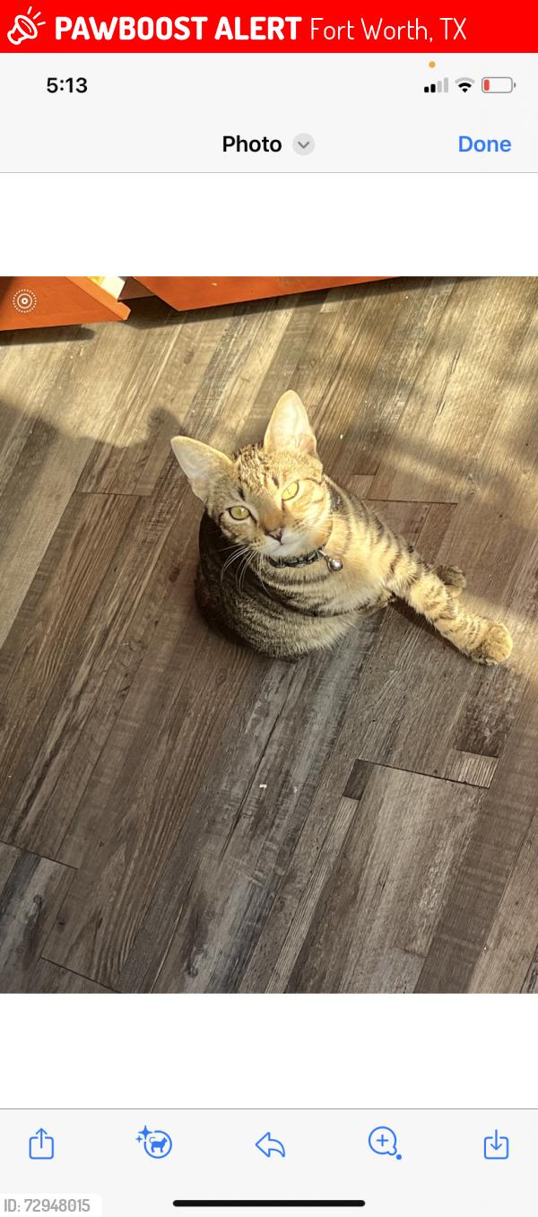 Lost Male Cat last seen Eagle mountain , Fort Worth, TX 76179