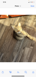Lost Male Cat last seen Eagle mountain , Fort Worth, TX 76179