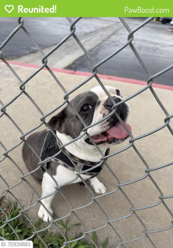 Reunited Female Dog last seen Winton, Merced, CA 95348