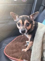 Reunited Female Dog last seen Cielo apmts, Tukwila, WA 98188