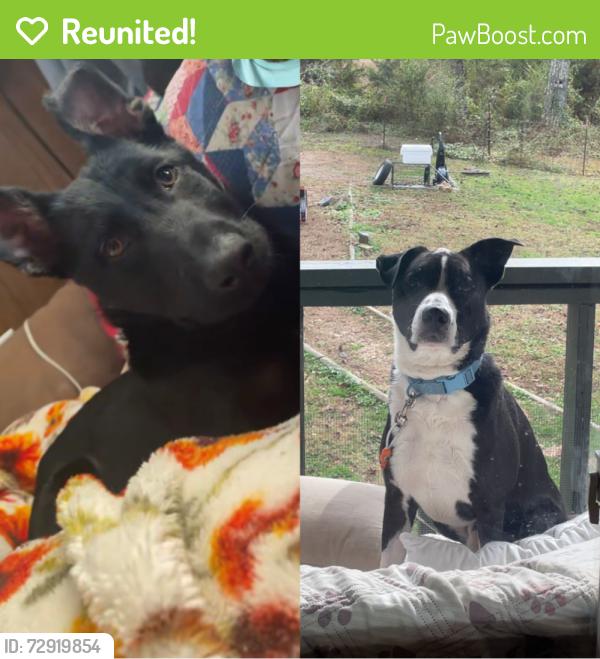 Reunited Male Dog last seen Near slope terrace Lenoir nc, Lenoir, NC 28645