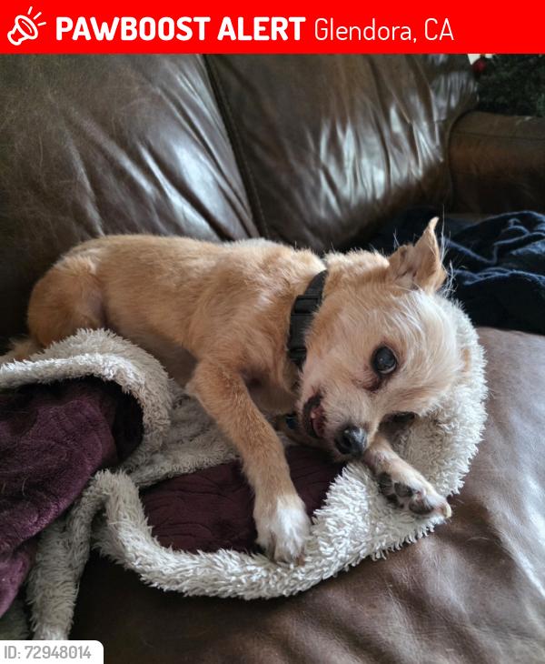 Lost Male Dog last seen Camden and Concord and Rimhurst, Glendora, CA 91740