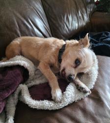 Lost Male Dog last seen Camden and Concord and Rimhurst, Glendora, CA 91740