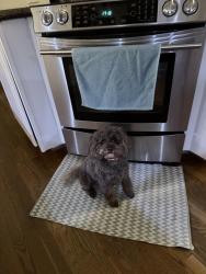 Reunited Female Dog last seen Forest Oaks, Greensboro, NC 27406