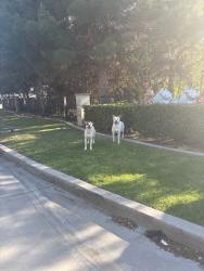 Found/Stray Unknown Dog last seen colombia ave, Grand Terrace, CA 92313