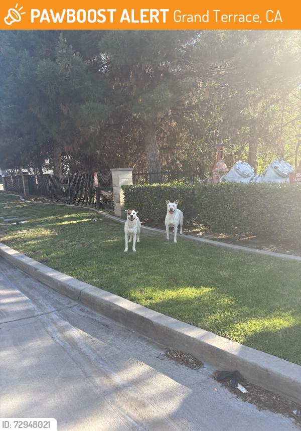 Found/Stray Unknown Dog last seen colombia ave, Grand Terrace, CA 92313
