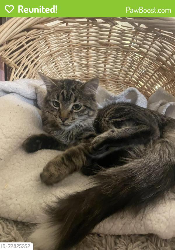 Reunited Male Cat last seen San Mateo Ln NE, Albuquerque, NM 87109