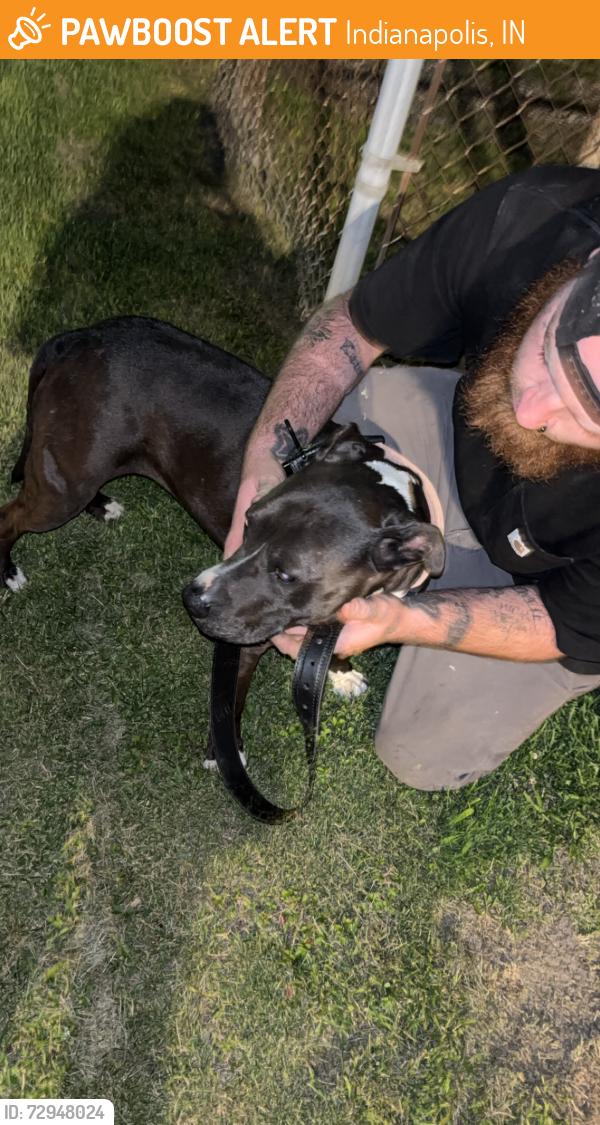 Found/Stray Female Dog last seen Sherman and prospect , Indianapolis, IN 46203