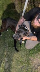 Found/Stray Female Dog last seen Sherman and prospect , Indianapolis, IN 46203