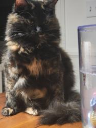 Lost Female Cat last seen JENKINS & ALLEN, Bakersfield, CA 93314