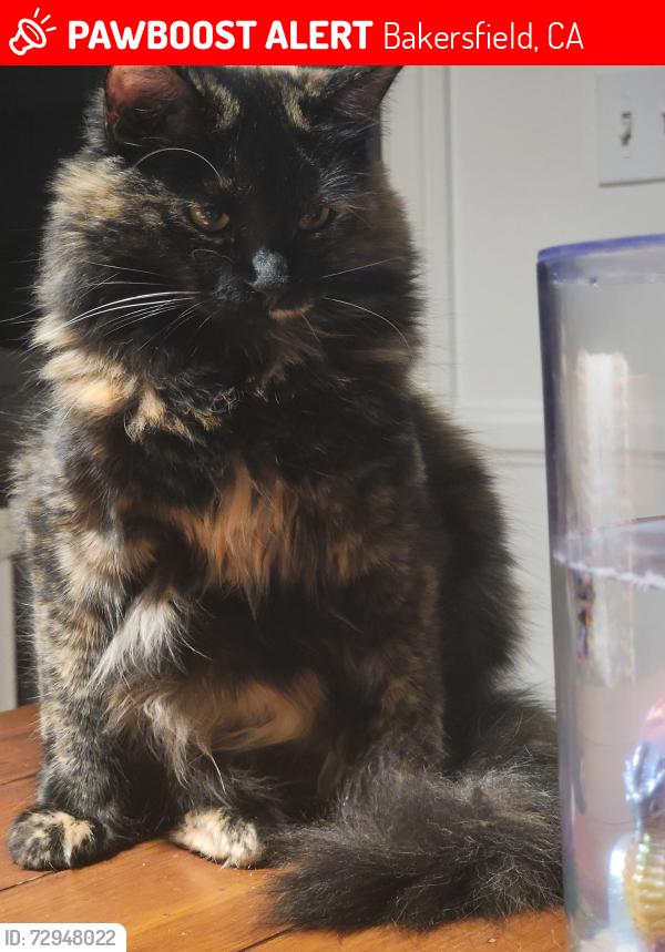 Lost Female Cat last seen JENKINS & ALLEN, Bakersfield, CA 93314
