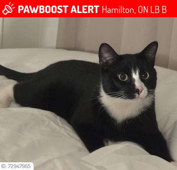 Deceased Male Cat last seen Stone Church Road East & Brigade Drive, Hamilton, ON L9B 1B2