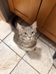 Lost Male Cat last seen Bryant ave 167st, The Bronx, NY 10459