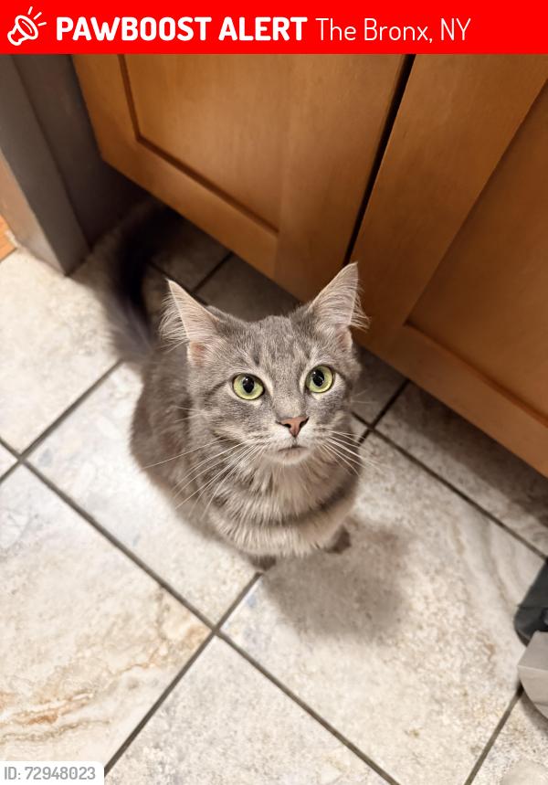 Lost Male Cat last seen Bryant ave 167st, The Bronx, NY 10459