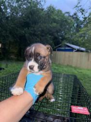 Shelter Stray Female Dog last seen Near BLOCK ST JAMES, San Antonio, TX 78227