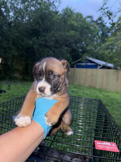 Shelter Stray Female Dog last seen Near BLOCK ST JAMES, San Antonio, TX 78227