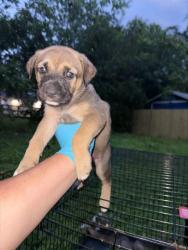 Shelter Stray Female Dog last seen Near BLOCK ST JAMES, San Antonio, TX 78227