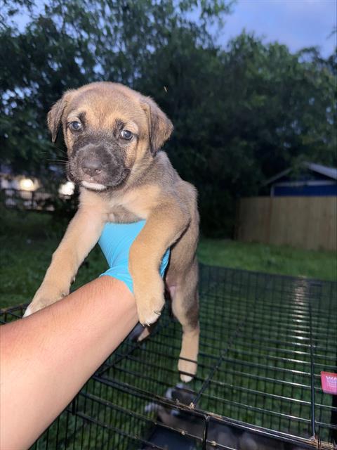 Shelter Stray Female Dog last seen Near BLOCK ST JAMES, San Antonio, TX 78227