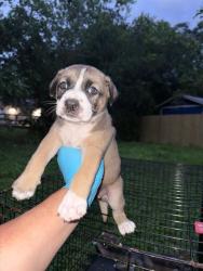 Shelter Stray Female Dog last seen Near BLOCK ST JAMES, San Antonio, TX 78227