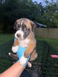 Shelter Stray Male Dog last seen Near BLOCK ST JAMES, San Antonio, TX 78227