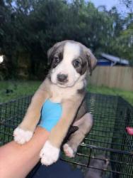 Shelter Stray Female Dog last seen Near BLOCK ST JAMES, San Antonio, TX 78227