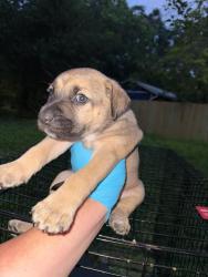 Shelter Stray Female Dog last seen Near BLOCK ST JAMES, San Antonio, TX 78227