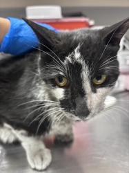 Shelter Stray Male Cat last seen WINDMILL AND RAINBOW, Las Vegas, NV 89101