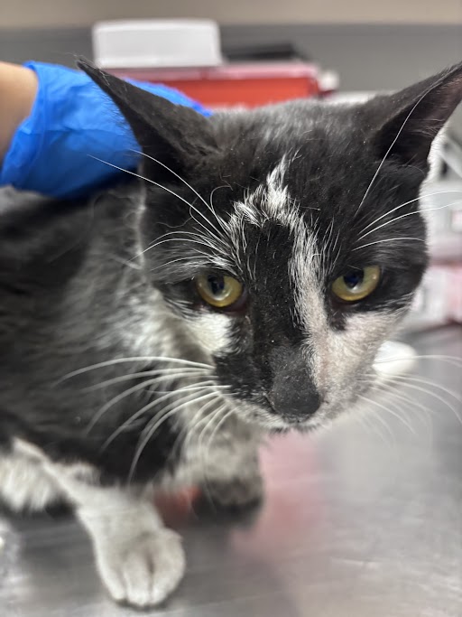 Shelter Stray Male Cat last seen WINDMILL AND RAINBOW, Las Vegas, NV 89101