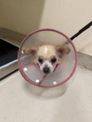 Shelter Stray Female Dog last seen Near BLOCK G ST, Fremont, CA 94538
