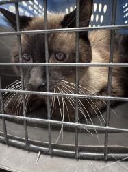Shelter Stray Male Cat last seen Near BLOCK S LAMB BLVD, LAS VEGAS NV 89121, Las Vegas, NV 89101