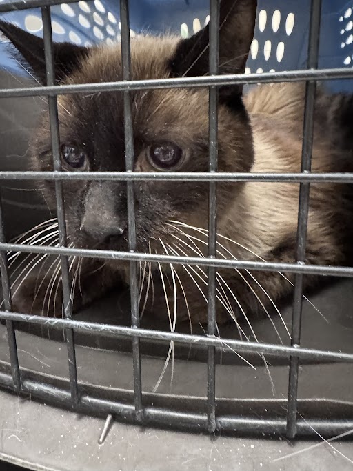 Shelter Stray Male Cat last seen Near BLOCK S LAMB BLVD, LAS VEGAS NV 89121, Las Vegas, NV 89101