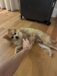 Lost Female Dog last seen Rua Padre Madureira & R. Inácio Pedroso, Jardim Guedala, SP 05612-060