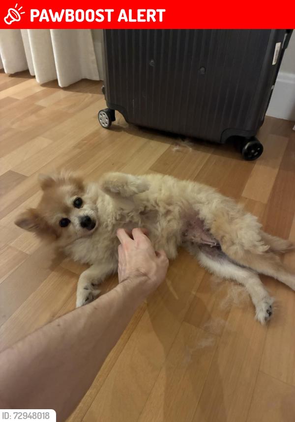 Lost Female Dog last seen Rua Padre Madureira & R. Inácio Pedroso, Jardim Guedala, SP 05612-060