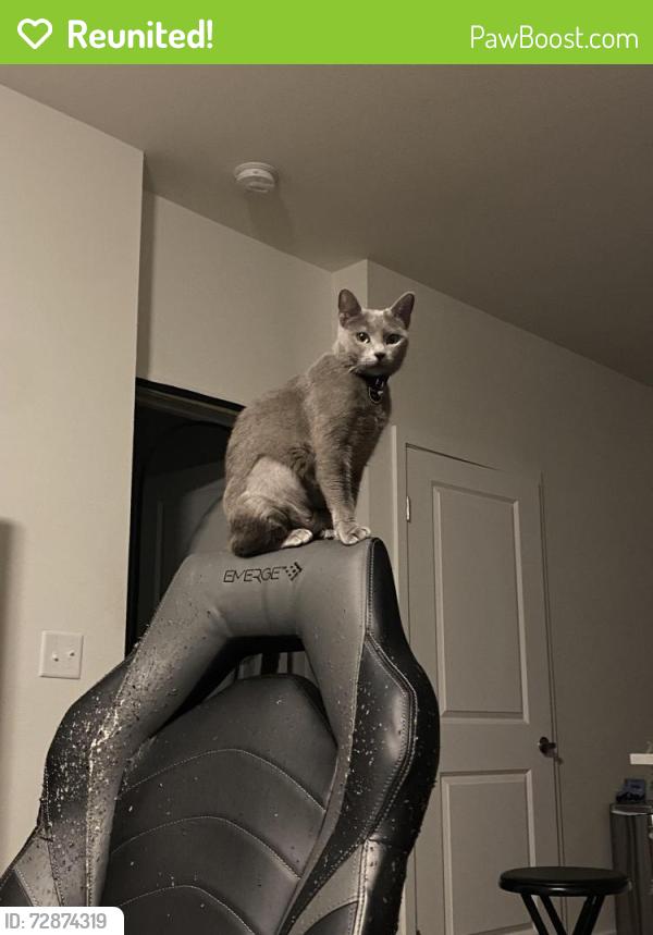 Reunited Female Cat last seen Craig and Scott robinson, North Las Vegas, NV 89032