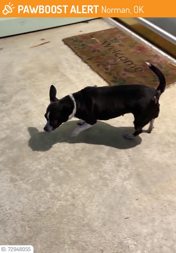 Found/Stray Female Dog last seen Berry st, Norman, OK 73019