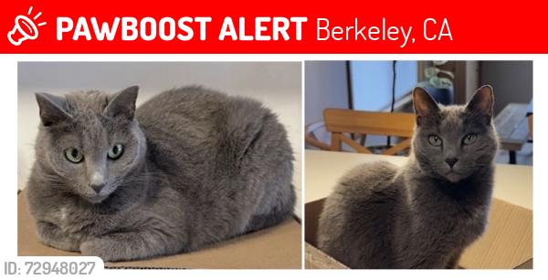 Lost Female Cat last seen Atlas Road, Hill Road, Berkeley, CA 94708