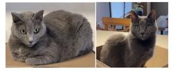 Lost Female Cat last seen Atlas Road, Hill Road, Berkeley, CA 94708