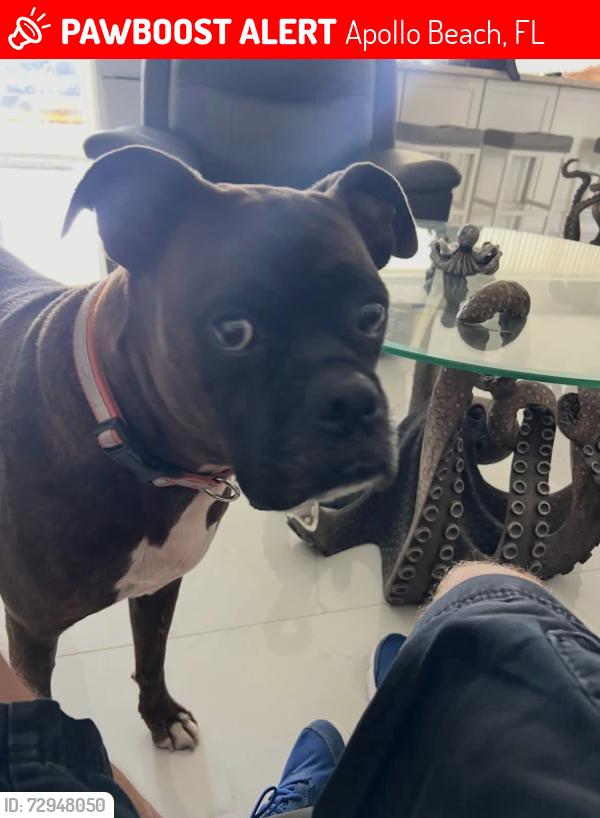 Lost Male Dog last seen Apollo Beach Blvd, Apollo Beach, FL 33572