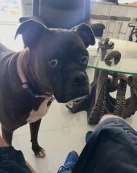 Lost Male Dog last seen Apollo Beach Blvd, Apollo Beach, FL 33572