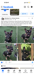 Reunited Male Dog last seen Warsaw gas station , Byhalia, MS 38611