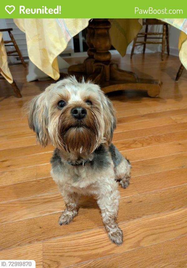 Reunited Male Dog last seen Found in Toll Brothers subdivision, West Bloomfield Township, MI 48322