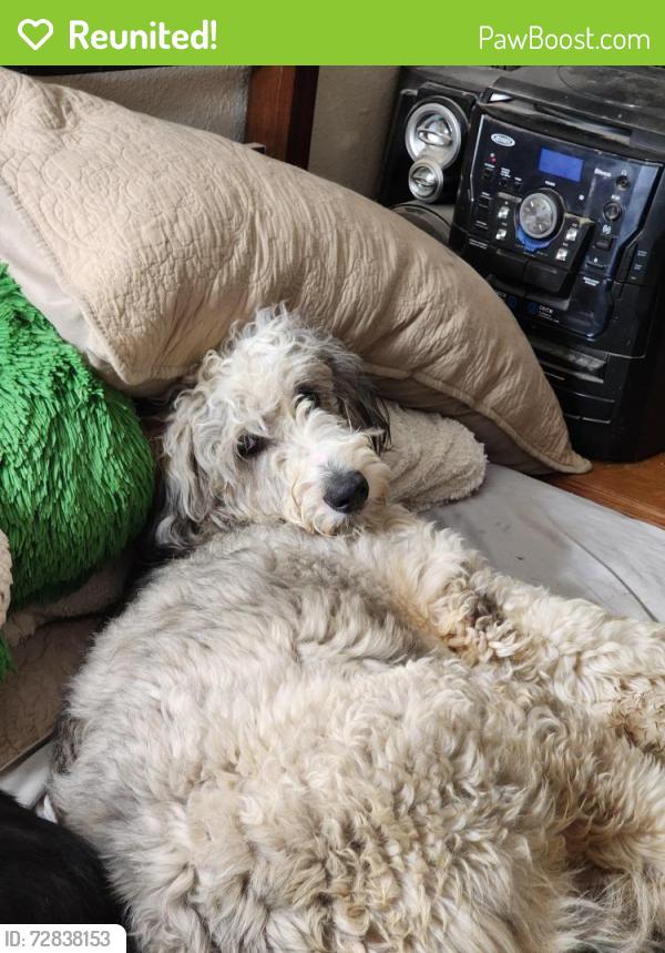 Reunited Male Dog last seen Near Green Valley Drive , Rogersville, MO 65742