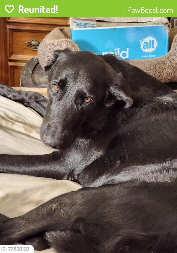 Reunited Female Dog last seen Near Green Valley Drive , Rogersville, MO 65742